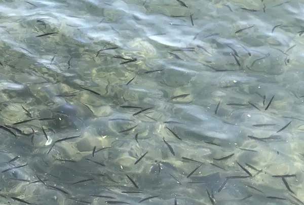 十和田湖の写真・動画_image_338600