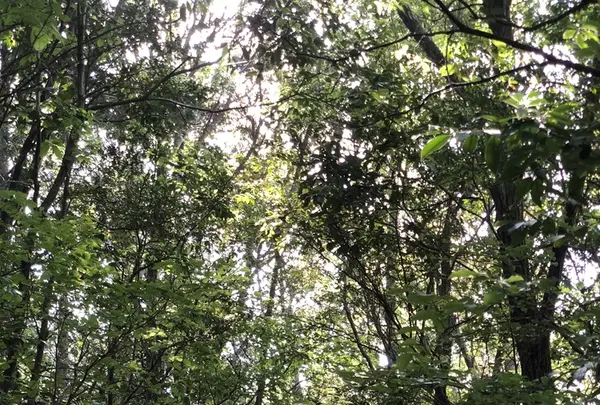 滝尻王子 （熊野古道 中辺路）の写真・動画_image_338875