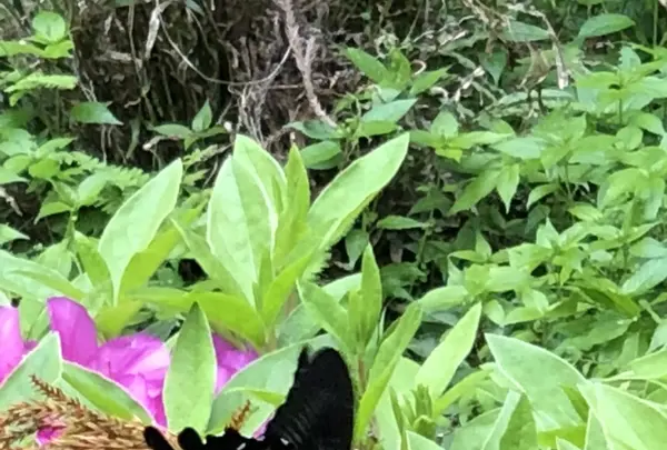 世界遺産　熊野本宮館の写真・動画_image_338928