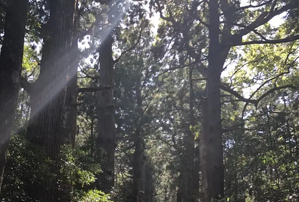 熊野古道大門坂の写真・動画_image_338938