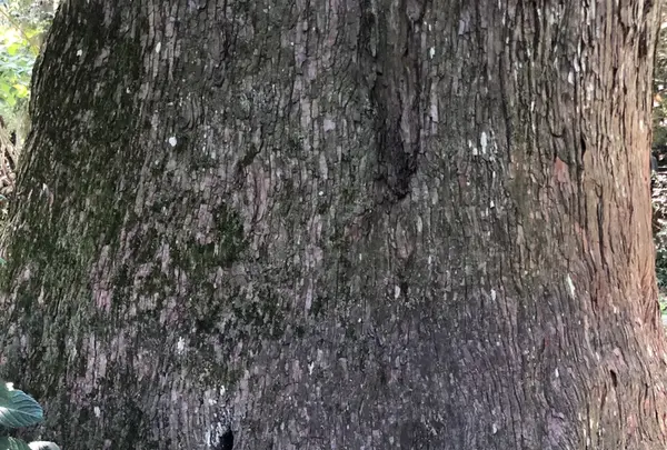 熊野古道大門坂の写真・動画_image_338941