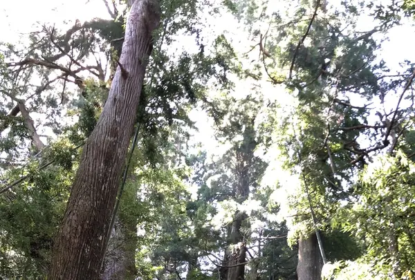 熊野古道大門坂の写真・動画_image_338947