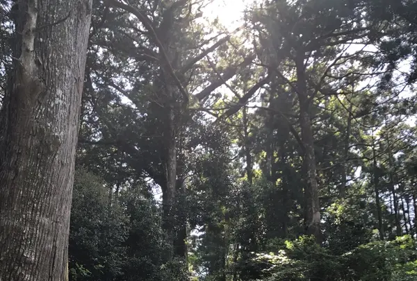 熊野古道大門坂の写真・動画_image_338952