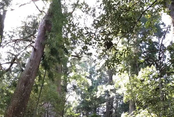 熊野古道大門坂の写真・動画_image_338953