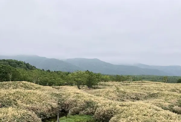 知床五湖の写真・動画_image_339257