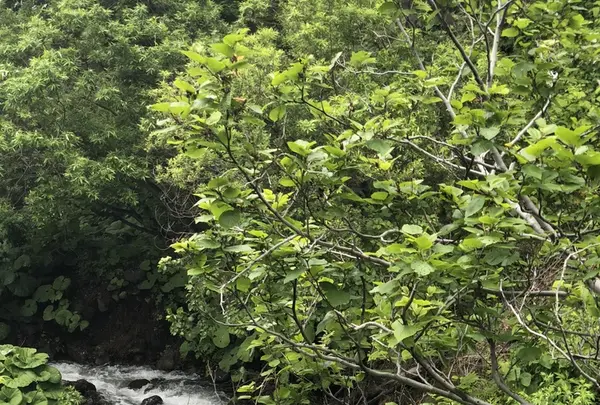 オシンコシンの滝の写真・動画_image_339296