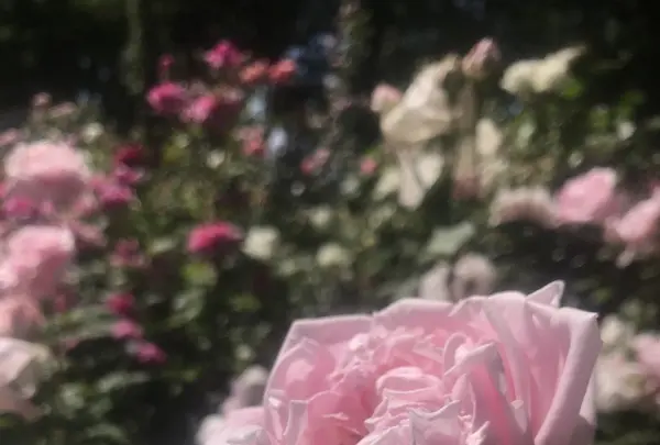 京成バラ園の写真・動画_image_340982