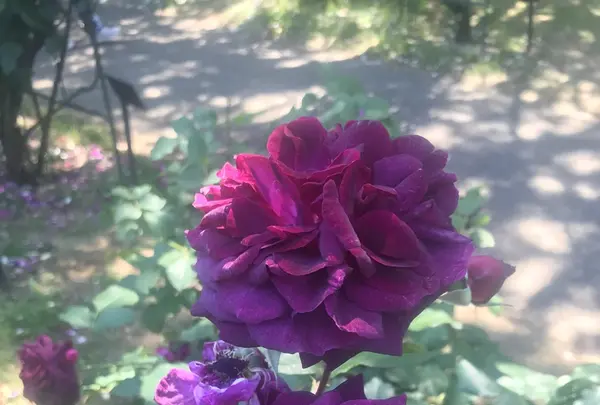 京成バラ園の写真・動画_image_340983