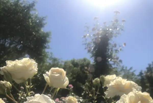 京成バラ園の写真・動画_image_340984