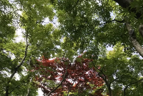 MOA美術館の写真・動画_image_341132