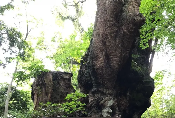來宮神社の写真・動画_image_341133