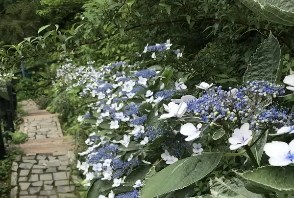 アカオハーブ＆ローズガーデンの写真・動画_image_341139