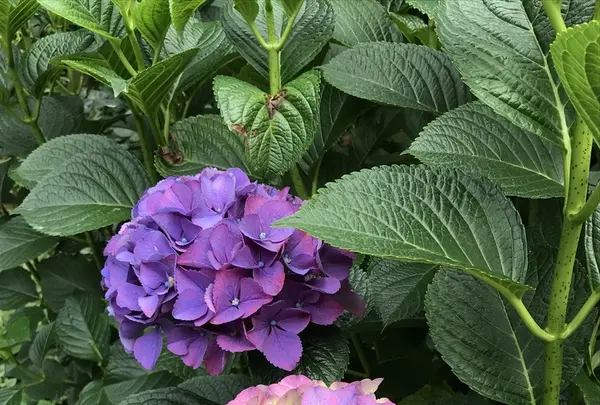 アカオハーブ＆ローズガーデンの写真・動画_image_341140