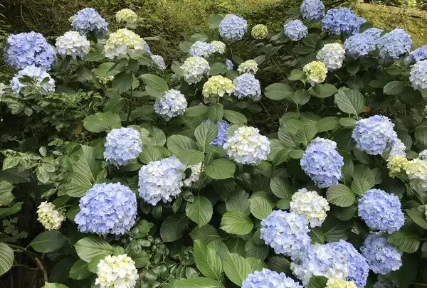 アカオハーブ＆ローズガーデンの写真・動画_image_341141