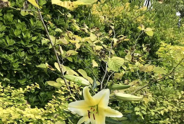 アカオハーブ＆ローズガーデンの写真・動画_image_341144