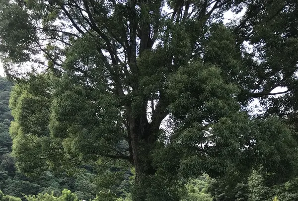 アカオハーブ＆ローズガーデンの写真・動画_image_341145