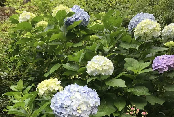 アカオハーブ＆ローズガーデンの写真・動画_image_341146