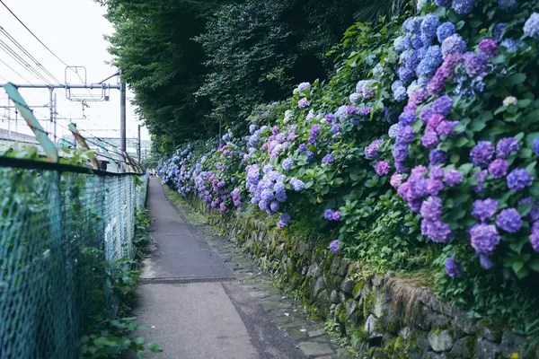 飛鳥山公園の写真・動画_image_342049