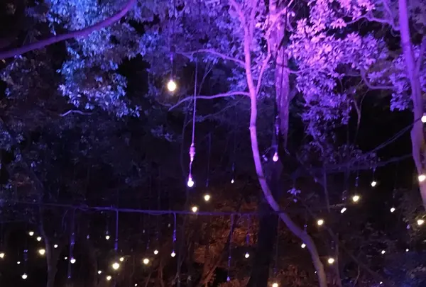 ニジゲンノモリ ナイトウォーク 火の鳥の写真・動画_image_342424