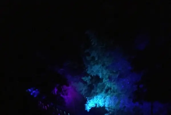 ニジゲンノモリ ナイトウォーク 火の鳥の写真・動画_image_342426