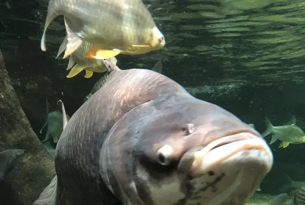 アクア・トトぎふの写真・動画_image_342845