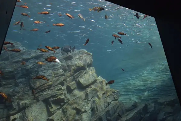 上越市立水族博物館 うみがたり（旧：上越市立水族博物館）の写真・動画_image_342889