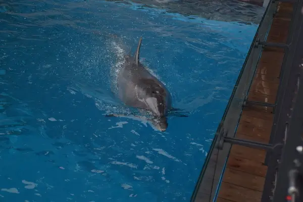 上越市立水族博物館 うみがたり（旧：上越市立水族博物館）の写真・動画_image_342890