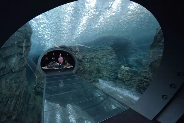 上越市立水族博物館 うみがたり（旧：上越市立水族博物館）の写真・動画_image_342894