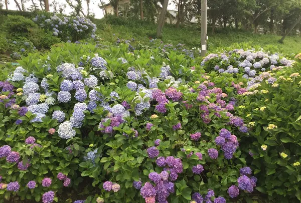 あじさい公園の写真・動画_image_343077