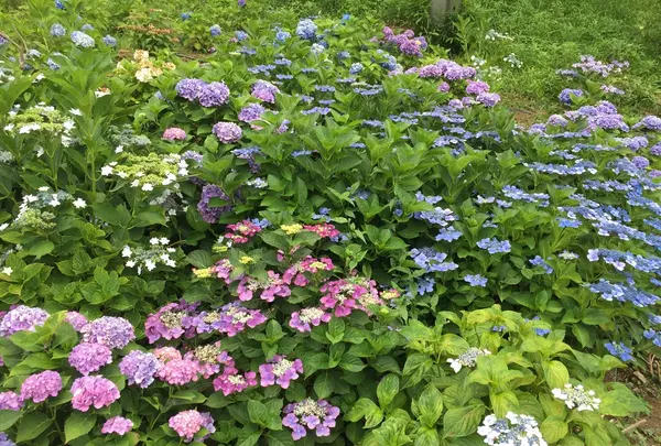 あじさい公園の写真・動画_image_343078