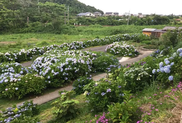 あじさい公園の写真・動画_image_343079