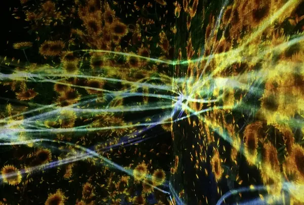 【閉業】森ビルデジタルアートミュージアム：エプソン チームラボボーダレス（MORI Building Digital Art Museum: EPSON teamLab Borderless）の写真・動画_image_343329