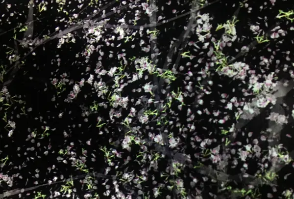 【閉業】森ビルデジタルアートミュージアム：エプソン チームラボボーダレス（MORI Building Digital Art Museum: EPSON teamLab Borderless）の写真・動画_image_343330