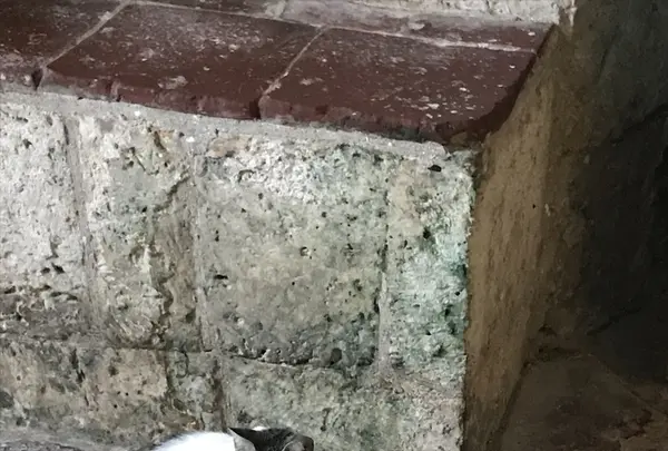 フィリピン ボホール島の写真・動画_image_343669