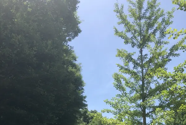 トーベ・ヤンソンあけぼの子どもの森公園の写真・動画_image_344157