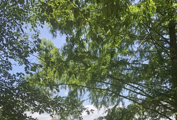 トーベ・ヤンソンあけぼの子どもの森公園の写真・動画_image_344164