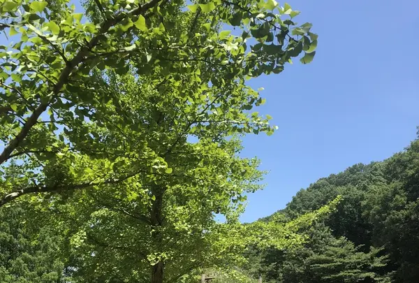 トーベ・ヤンソンあけぼの子どもの森公園の写真・動画_image_344166