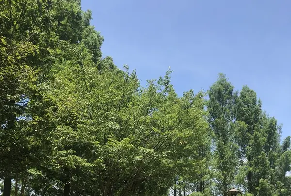 トーベ・ヤンソンあけぼの子どもの森公園の写真・動画_image_344167