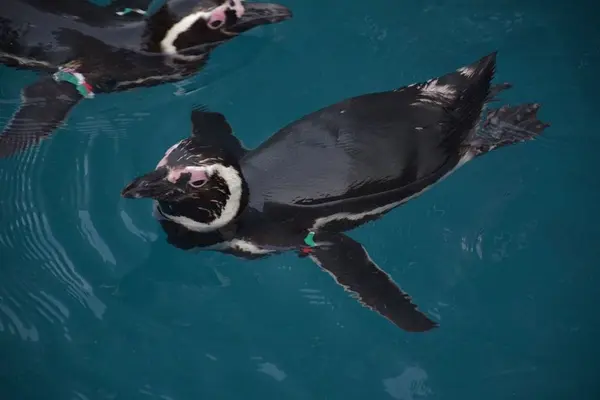 上越市立水族博物館 うみがたり（旧：上越市立水族博物館）の写真・動画_image_344354