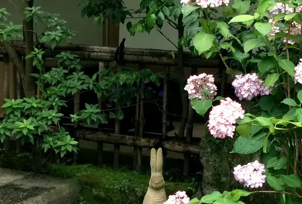 明月院（あじさい寺）の写真・動画_image_344829