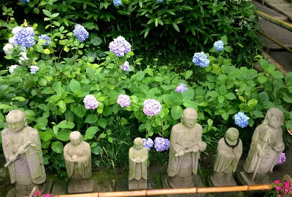明月院（あじさい寺）の写真・動画_image_344831