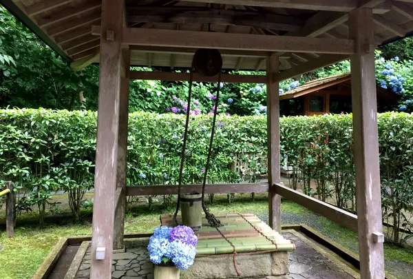 明月院（あじさい寺）の写真・動画_image_344832