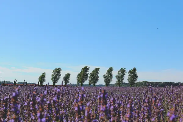 佐倉ラベンダーランドの写真・動画_image_345253