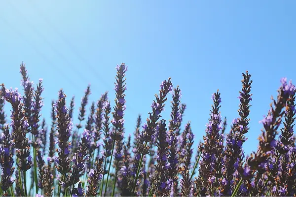 佐倉ラベンダーランドの写真・動画_image_345254