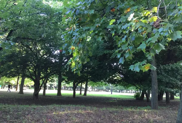 清澄公園の写真・動画_image_346587