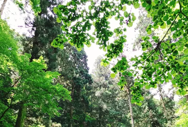 高尾山の写真・動画_image_347787