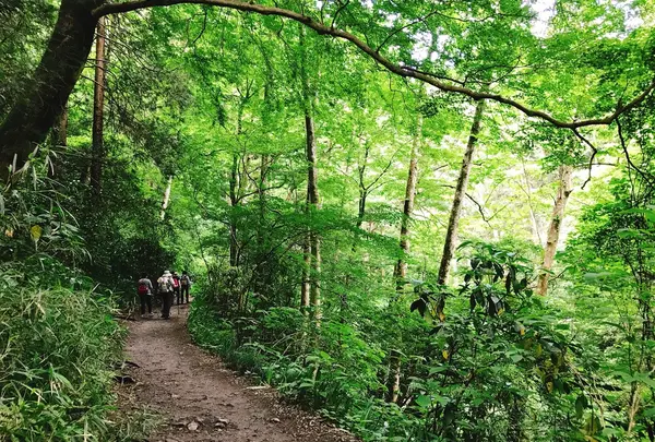 高尾山の写真・動画_image_347790