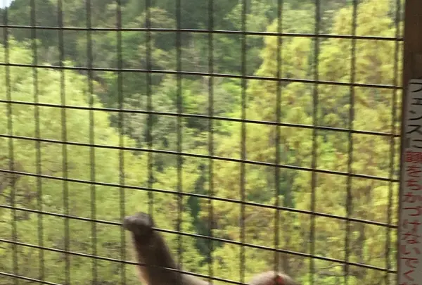 嵐山モンキーパークいわたやまの写真・動画_image_348001