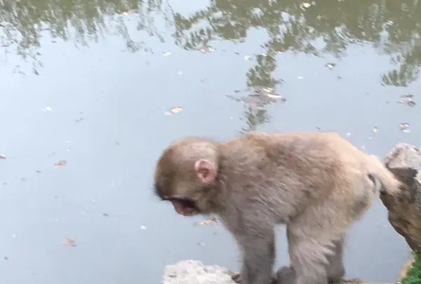 嵐山モンキーパークいわたやまの写真・動画_image_348002