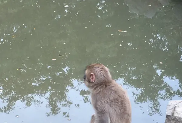 嵐山モンキーパークいわたやまの写真・動画_image_348003